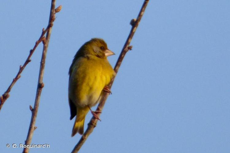 <i>Chloris chloris</i> (Linnaeus, 1758) © O. Roquinarc'h