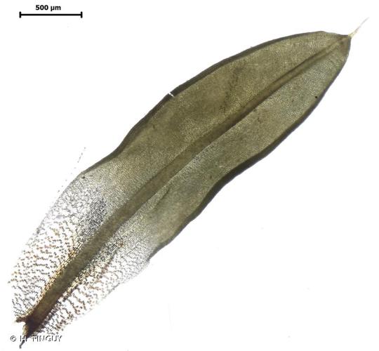 <i>Encalypta affinis </i>R.Hedw., 1805 subsp.<i> affinis</i> © H. TINGUY
