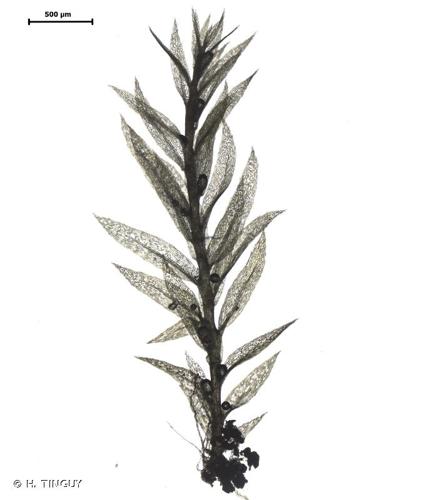 <i>Pohlia lutescens</i> (Limpr.) H.Lindb., 1899 © H. TINGUY