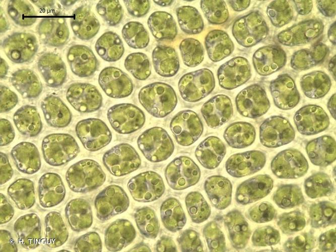 <i>Orthotrichum pallens</i> Bruch ex Brid., 1827 © H. TINGUY