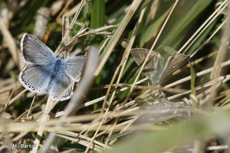 <i>Polyommatus eros</i> (Ochsenheimer, 1808) © M. Bartoli