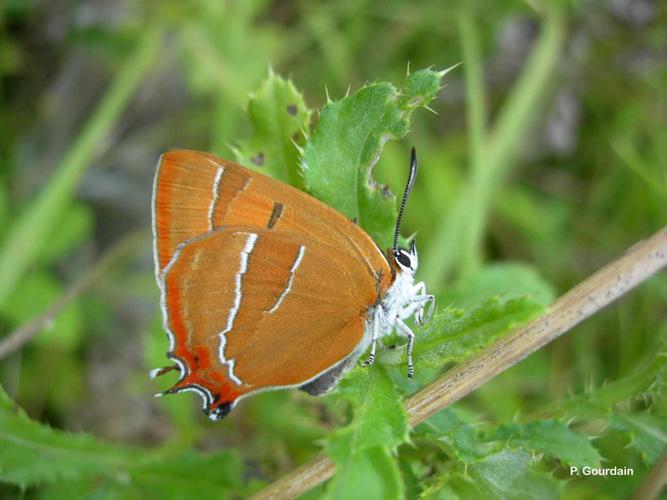 <i>Thecla betulae</i> (Linnaeus, 1758) © P. Gourdain