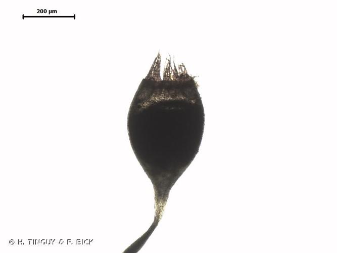 <i>Racomitrium microcarpon</i> (Hedw.) Brid. © H. TINGUY & F. BICK