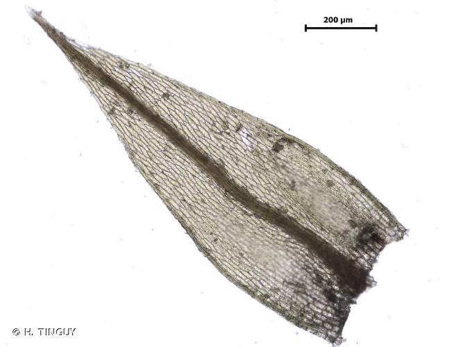 <i>Bryum klinggraeffii</i> Schimp., 1858 © H. TINGUY