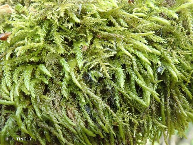 <i>Scleropodium cespitans</i> (Wilson ex Müll.Hal.) L.F.Koch © H. TINGUY