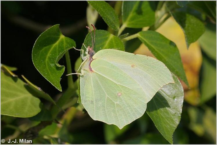 <i>Gonepteryx rhamni</i> (Linnaeus, 1758) © 