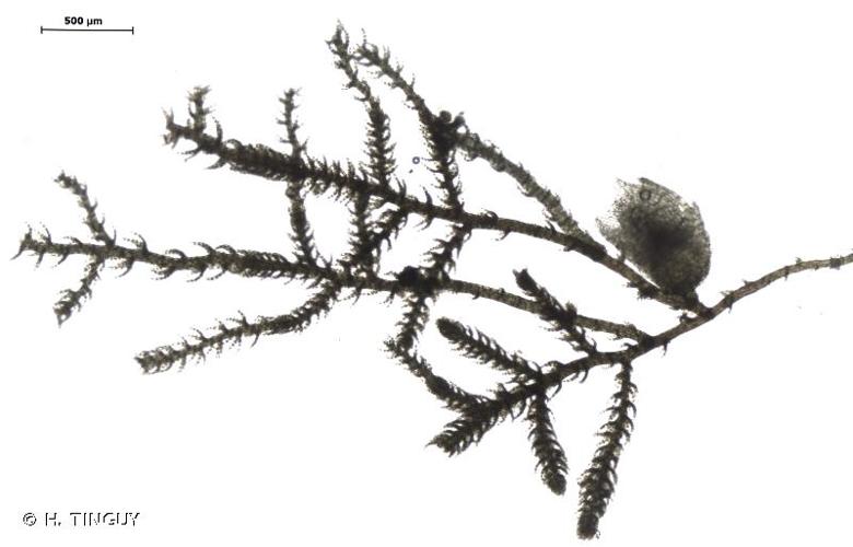 <i>Kurzia trichoclados</i> (Müll.Frib.) Grolle, 1963 © H. TINGUY