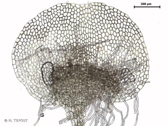 <i>Calypogeia integristipula</i> Steph., 1908 © H. TINGUY