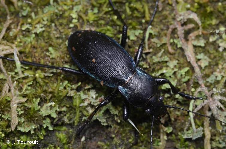 <i>Carabus violaceus purpurascens</i> Fabricius, 1787 © J. Touroult