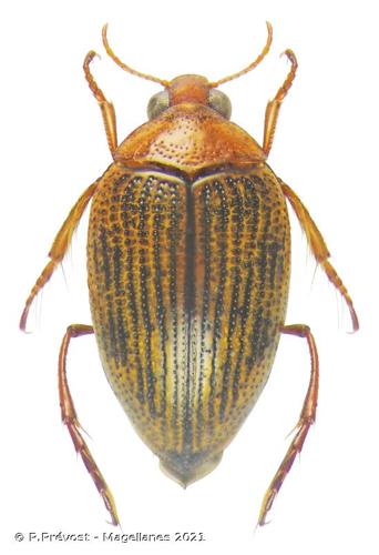 <i>Haliplus ruficollis</i> (De Geer, 1774) © P.Prévost - Magellanes 2021