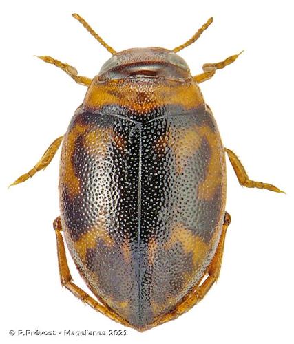 <i>Hygrotus inaequalis</i> (Fabricius, 1777) © P.Prévost - Magellanes 2021