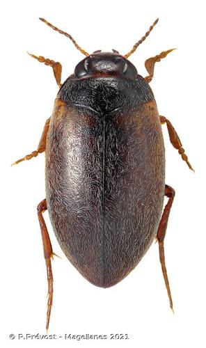 <i>Hydroporus planus</i> (Fabricius, 1781) © P.Prévost - Magellanes 2021