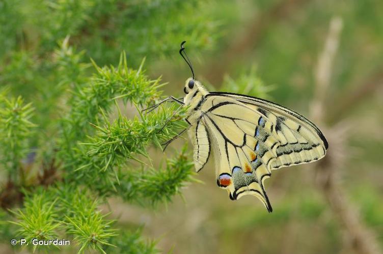<i>Papilio machaon</i> Linnaeus, 1758 © P. Gourdain