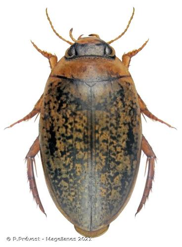 <i>Agabus conspersus</i> (Marsham, 1802) © P.Prévost - Magellanes 2021