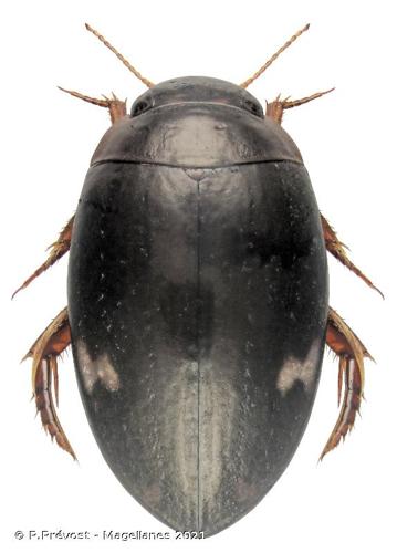 <i>Agabus didymus</i> (Olivier, 1795) © P.Prévost - Magellanes 2021