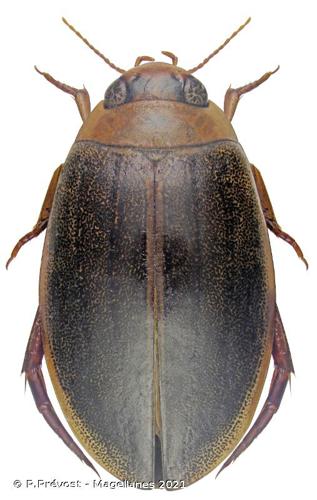 <i>Rhantus suturalis</i> (W.S. MacLeay, 1825) © P.Prévost - Magellanes 2021