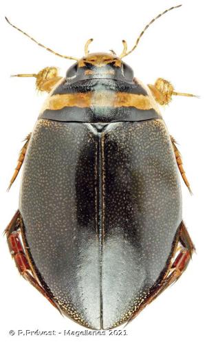 <i>Graphoderus cinereus</i> (Linnaeus, 1758) © P.Prévost - Magellanes 2021