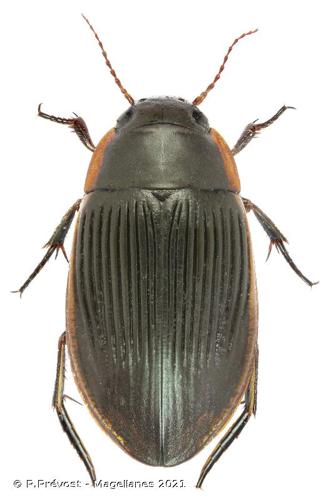<i>Dytiscus semisulcatus</i> O.F. Müller, 1776 © P.Prévost - Magellanes 2021