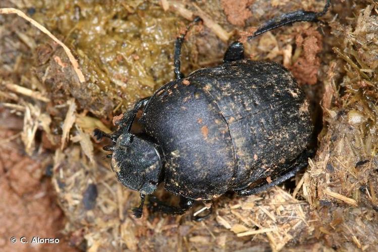 <i>Gymnopleurus geoffroyi</i> (Fuessly, 1775) © C. Alonso