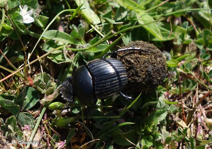 <i>Scarabaeus laticollis</i> Linnaeus, 1767 © P. Gourdain