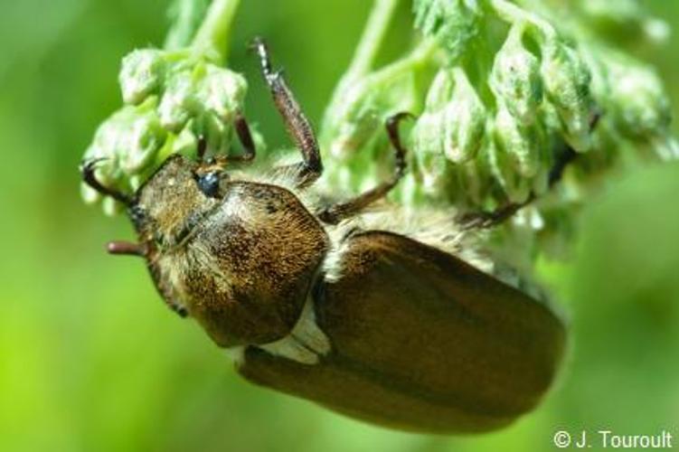 <i>Anoxia villosa</i> (Fabricius, 1782) © J. Touroult