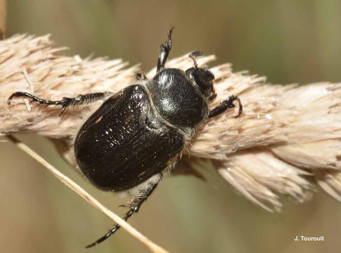 <i>Anisoplia remota</i> Reitter, 1889 © J. Touroult