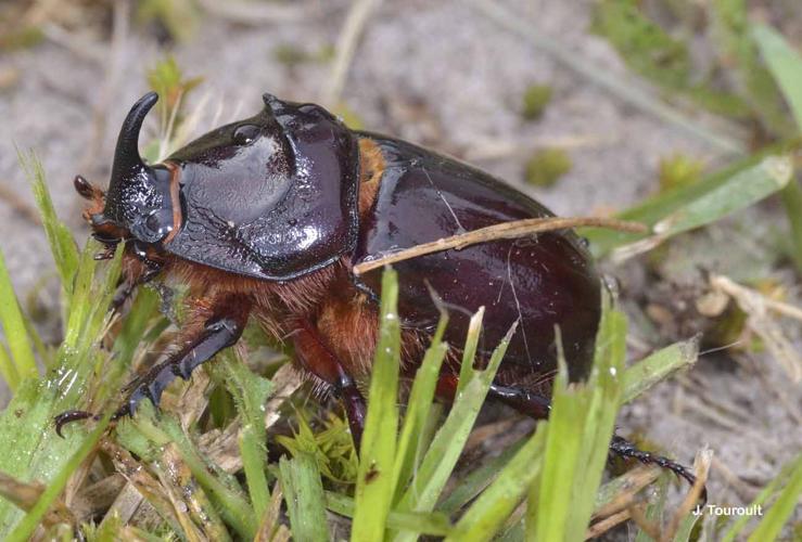 <i>Oryctes nasicornis</i> (Linnaeus, 1758) © J. Touroult