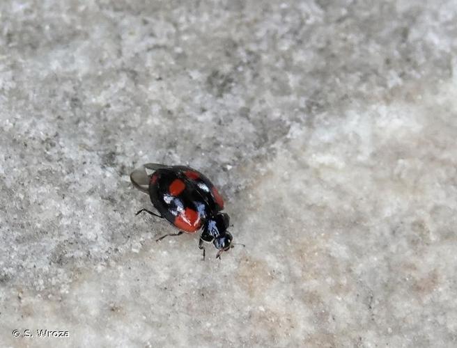 <i>Adalia bipunctata</i> (Linnaeus, 1758) © S. Wroza