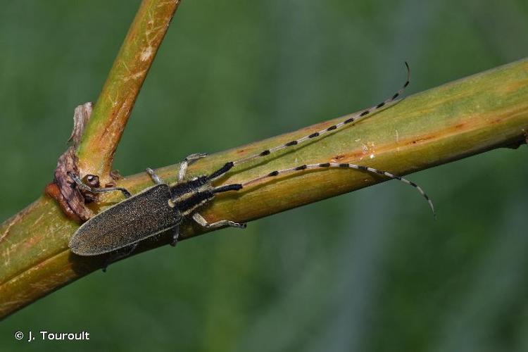 <i>Agapanthia asphodeli</i> (Latreille, 1804) © J. Touroult