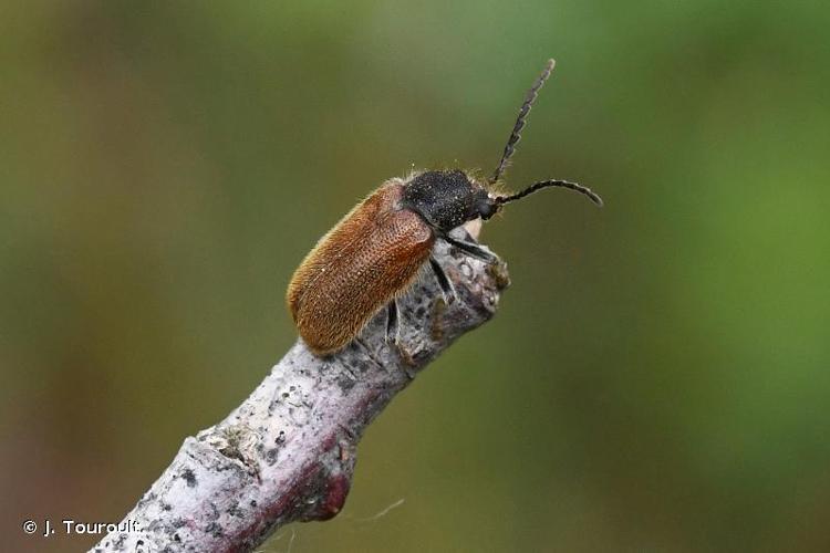 <i>Hedobia pubescens</i> (Olivier, 1790) © J. Touroult.