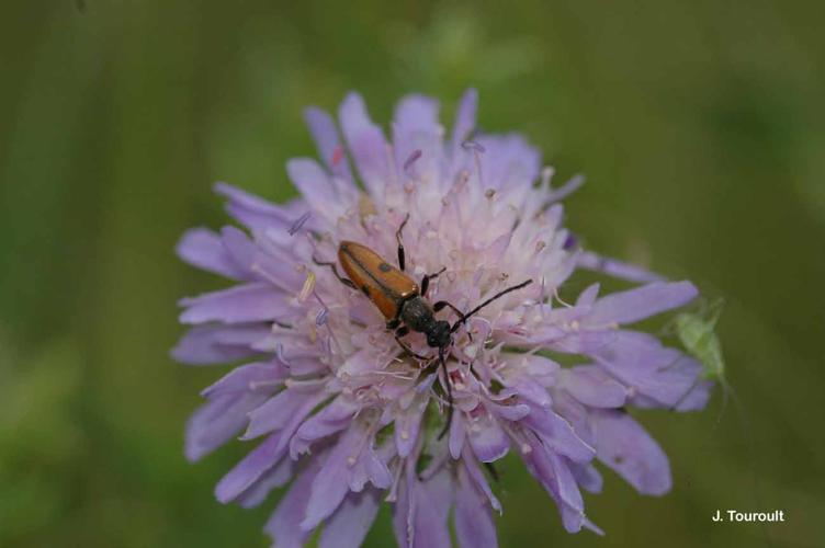 <i>Vadonia unipunctata</i> (Fabricius, 1787) © J. Touroult