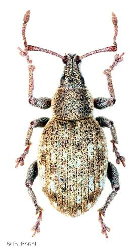 <i>Peritelus sphaeroides</i> Germar, 1823 © P. Ponel