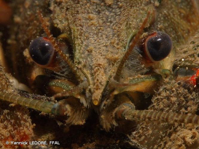 <i>Astacus astacus</i> (Linnaeus, 1758) © Yannick LEDORÉ, FFAL