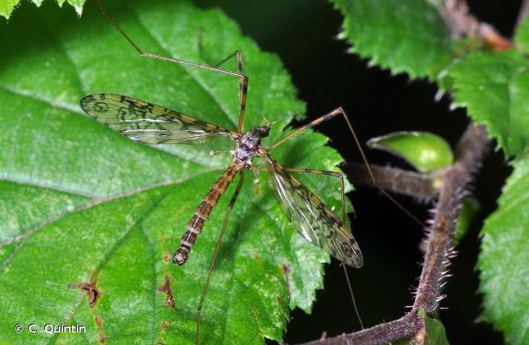 <i>Epiphragma ocellare</i> (Linnaeus, 1761) © C. Quintin