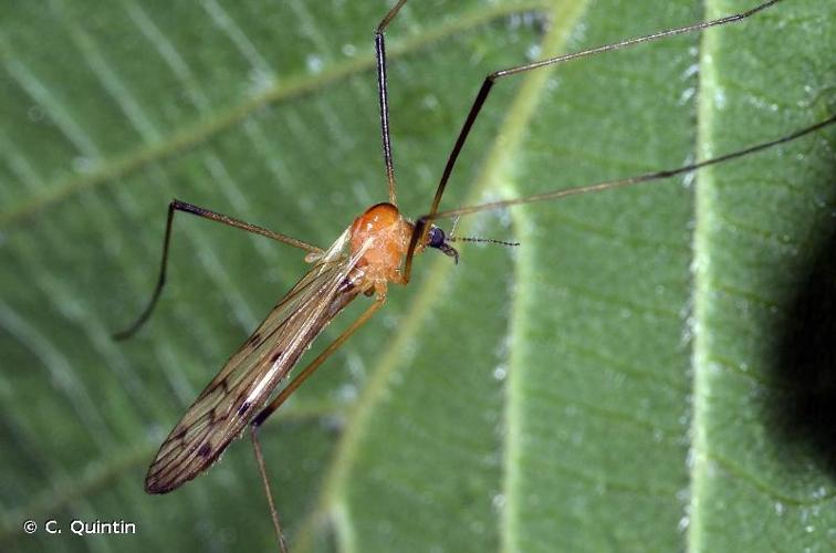 <i>Limonia nigropunctata</i> (Schummel, 1829) © C. Quintin