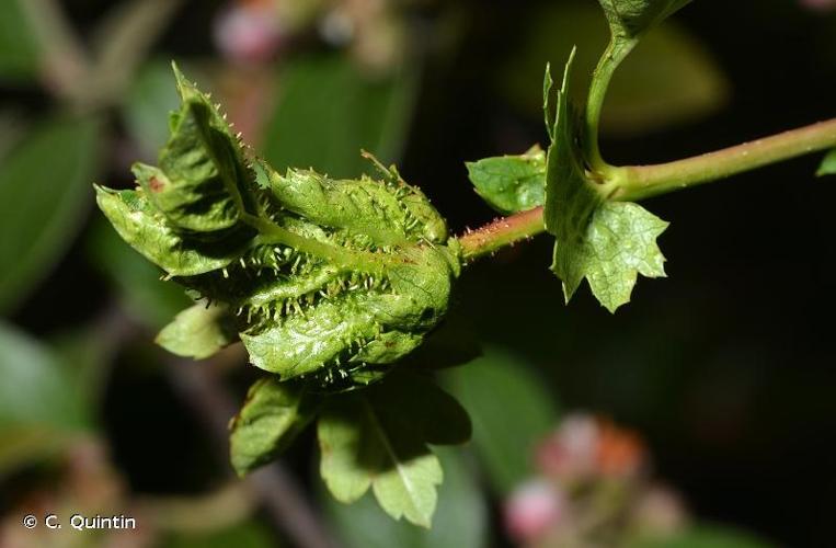 <i>Dasineura crataegi</i> (Winnertz, 1853) © C. Quintin