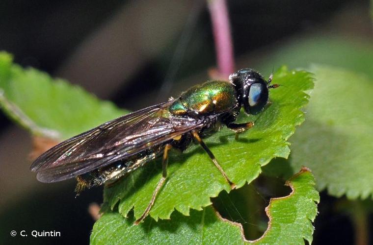 <i>Chloromyia formosa</i> (Scopoli, 1763) © C. Quintin