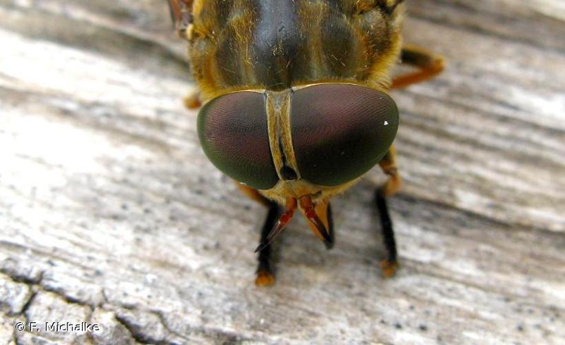 <i>Tabanus sudeticus</i> Zeller, 1842 © F. Michalke