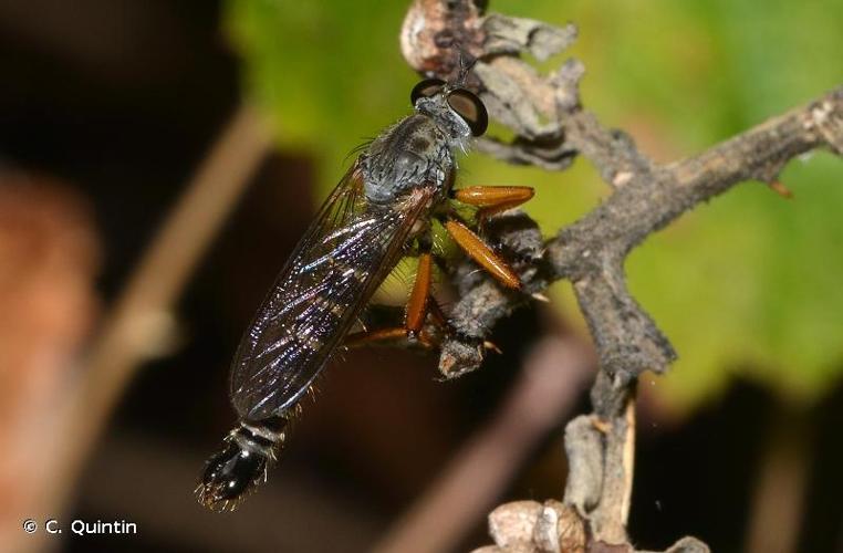 <i>Neomochtherus pallipes</i> (Meigen, 1820) © C. Quintin