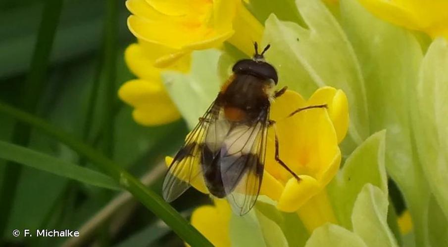 <i>Leucozona lucorum</i> (Linnaeus, 1758) © F. Michalke