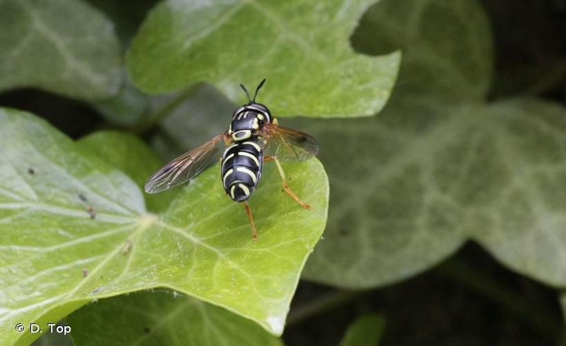 <i>Chrysotoxum festivum</i> (Linnaeus, 1758) © D. Top