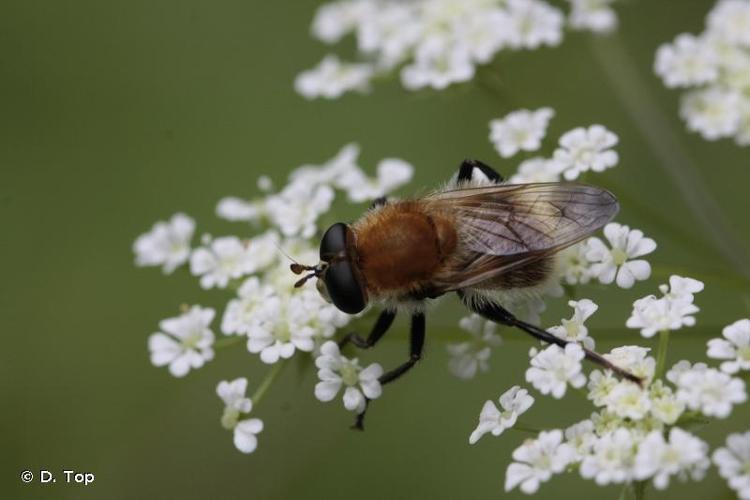 <i>Criorhina berberina</i> (Fabricius, 1805) © D. Top