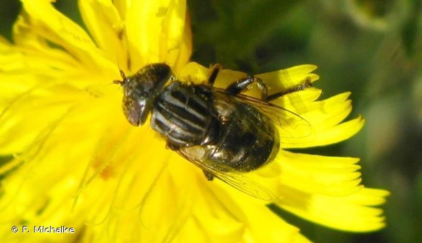 <i>Eristalinus aeneus</i> (Scopoli, 1763) © F. Michalke