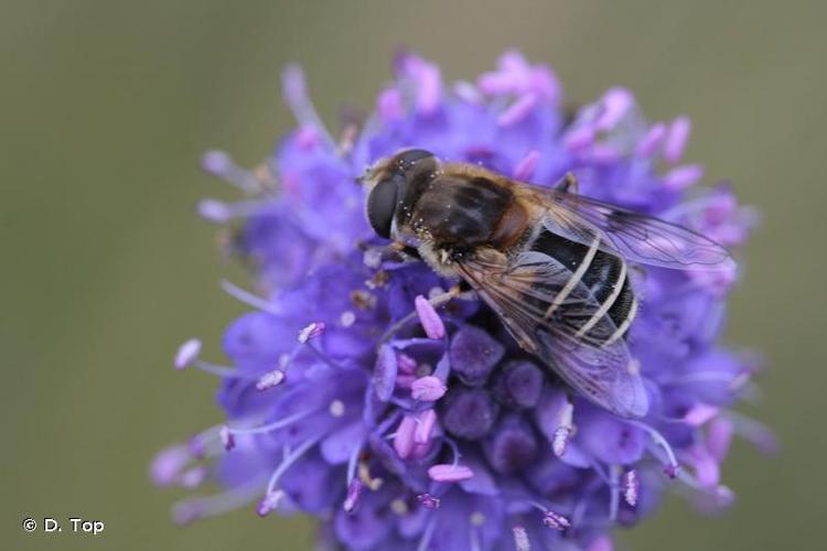 <i>Eristalis jugorum</i> Egger, 1858 © D. Top