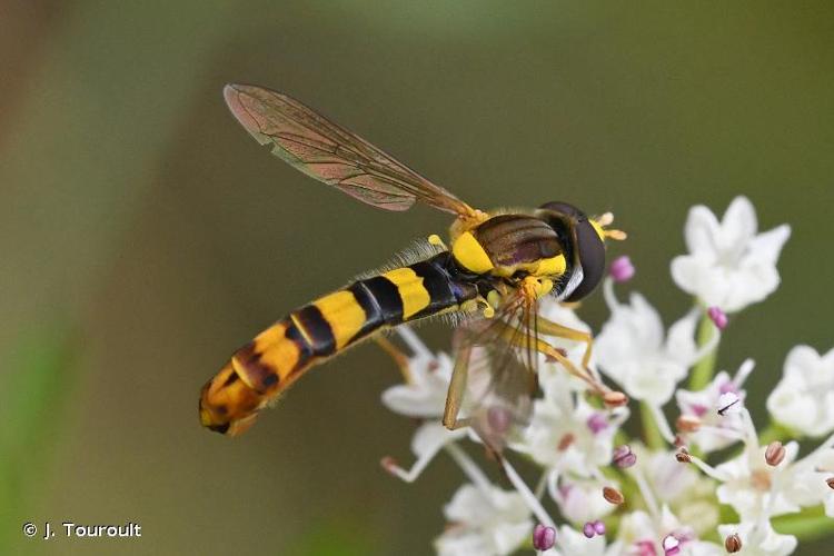 <i>Sphaerophoria scripta</i> (Linnaeus, 1758) © J. Touroult