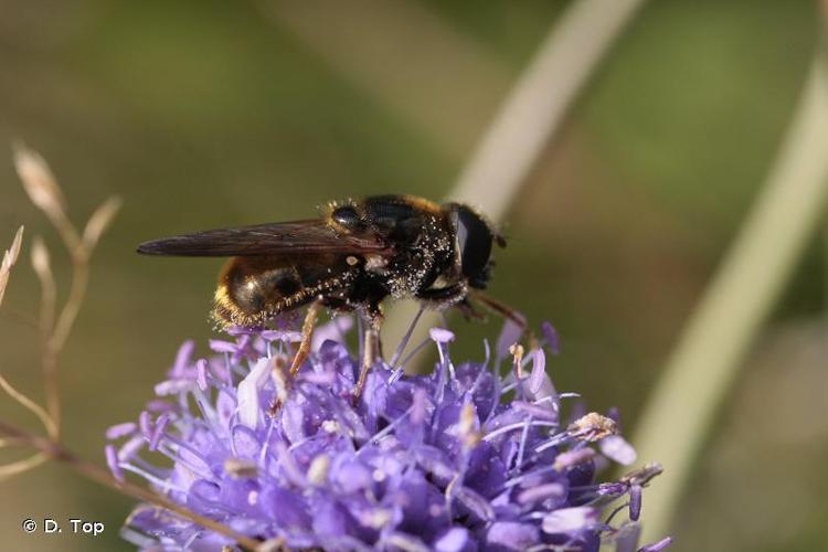 <i>Cheilosia canicularis</i> (Panzer, 1801) © D. Top