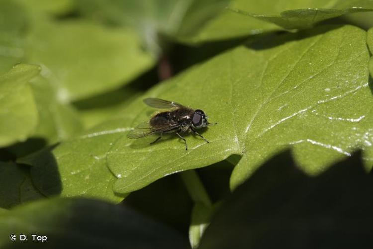 <i>Cheilosia proxima</i> (Zetterstedt, 1843) © D. Top