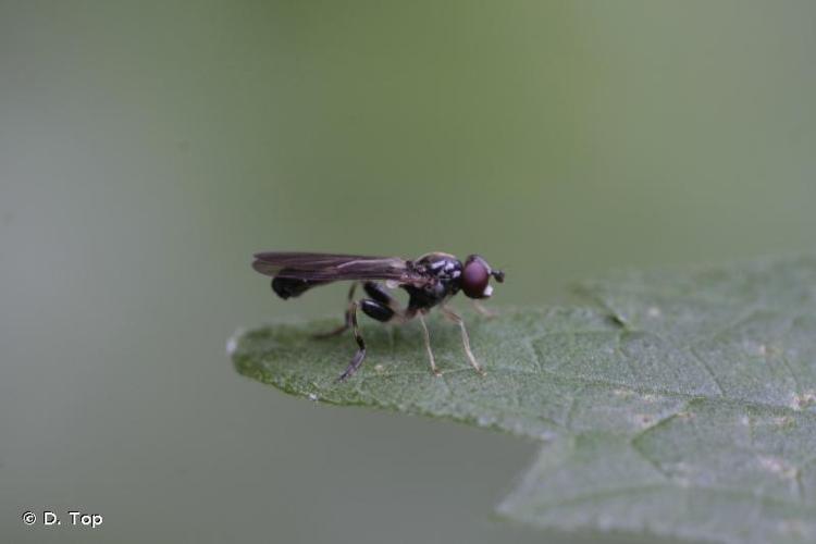 <i>Sphegina clunipes</i> (Fallén, 1816) © D. Top