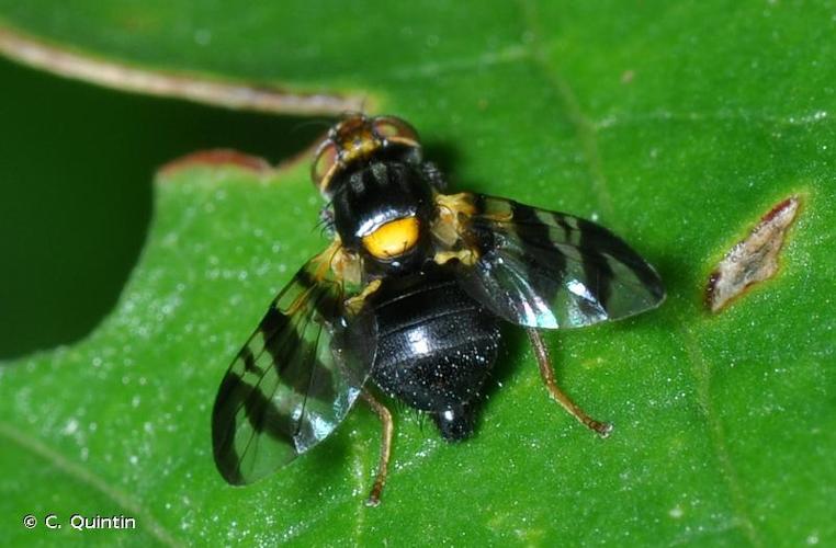 <i>Rhagoletis cerasi</i> (Linnaeus, 1758) © C. Quintin