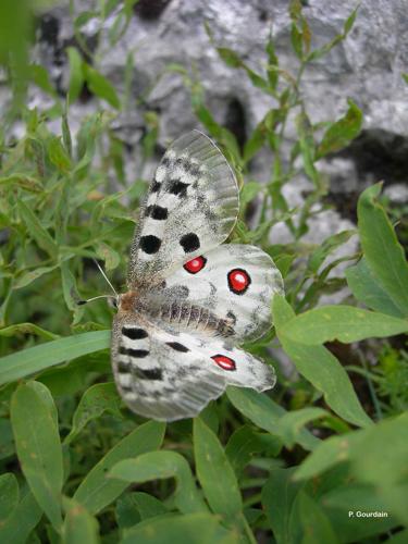 <i>Parnassius apollo</i> (Linnaeus, 1758) © P. Gourdain